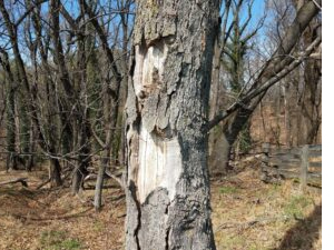 dying-tree